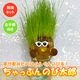 ����äפ�Τ���Ϻ �ڥ����ꥢ��饤���饹�μ���������� �� �ץ饹���å��ƴ�� ���ݥ��å� �ƻҤǳڤ���� ������  ���� ����ƥꥢ ��ͳ����