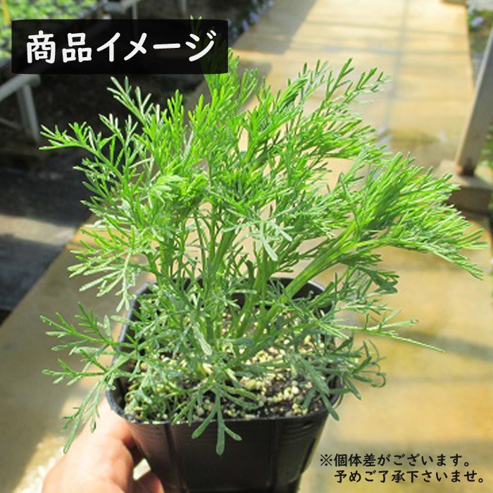 �ϡ��� �� ���餺 ����餺 �Դ��� ����ƥ᥷�� �����󥦥å� 9����ݥå� �ϡ����� ¿ǯ�� ���� ����� ����ѥ˥���ץ��� ����󥫥С� �ݥץ� �ϥ�����