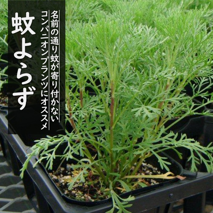 �ϡ��� �� ���餺 ����餺 �Դ��� ����ƥ᥷�� �����󥦥å� 9����ݥå� �ϡ����� ¿ǯ�� ���� ����� ����ѥ˥���ץ��� ����󥫥С� �ݥץ� �ϥ�����