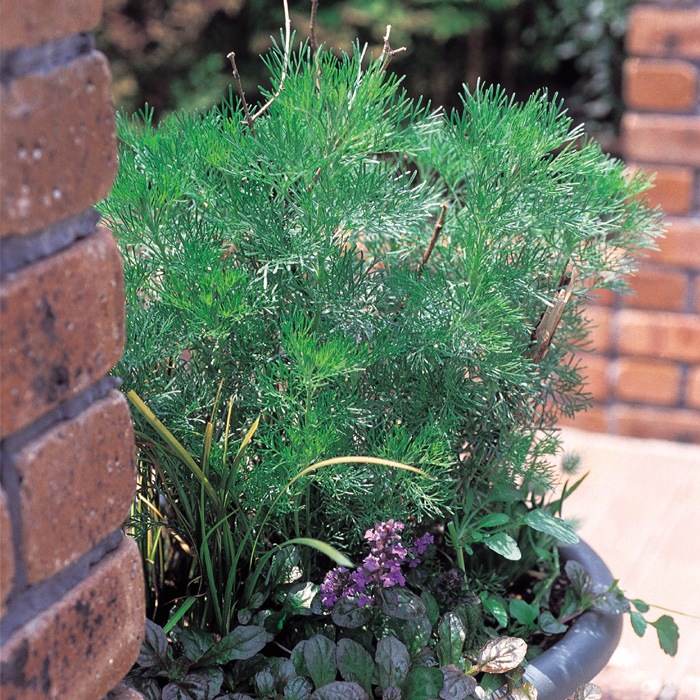 �ϡ��� �� ���餺 ����餺 �Դ��� ����ƥ᥷�� �����󥦥å� 9����ݥå� �ϡ����� ¿ǯ�� ���� ����� ����ѥ˥���ץ��� ����󥫥С� �ݥץ� �ϥ�����