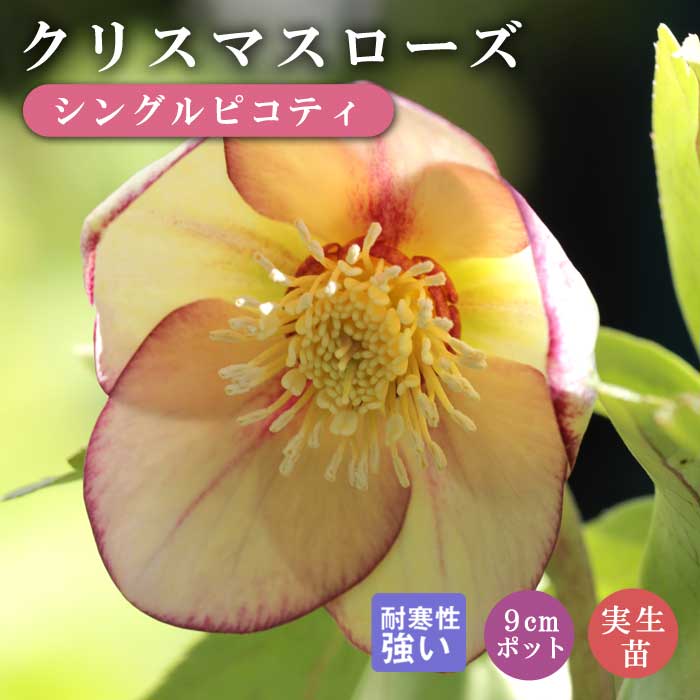 クリスマスローズ 苗 シングルピコティ 実生苗 9cm 実生 冬
