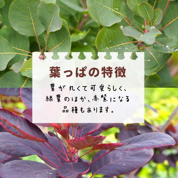 ���⡼���ĥ꡼ ���⡼�� �ĥ꡼ ���� �ѡ��ץ륯���� 15cm�ݥå� ���� �� �����ǥ˥� ���� �դ�դ� ��� ����� �դ�⤳ �ե��� �İ��� �򷧤���