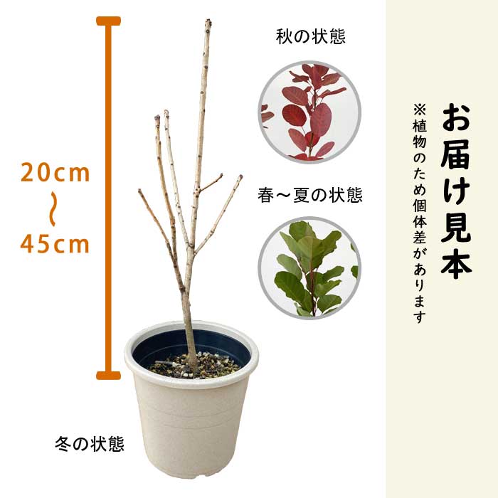 ���⡼���ĥ꡼ ���⡼�� �ĥ꡼ ���� �ѡ��ץ륯���� 15cm�ݥå� ���� �� �����ǥ˥� ���� �դ�դ� ��� ����� �դ�⤳ �ե��� �İ��� �򷧤���