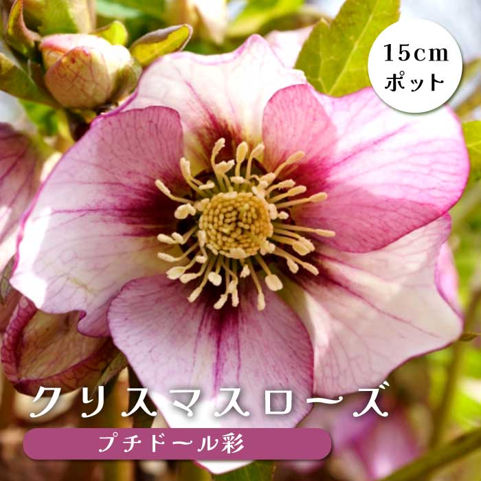 クリスマスローズ 苗 プチドール 彩 あや メリクロン苗 15cmポット