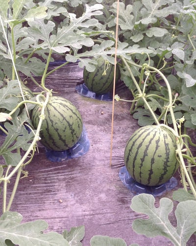 ��ͽ���������� ��� �� ������ �������� �ޤ��� �־��� ������ 9����ݥå� �䤵�� �����ڱ� �����ǥ˥󥰡ڣ����Ⱦ���缡ȯ����