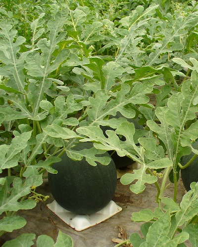 ��ͽ���������� ��� �� ������ ���������������� �����̹��� ������ 9����ݥå� ���� ���� �䤵�� �����ڱ� �����ǥ˥󥰡ڣ����Ⱦ���缡ȯ����