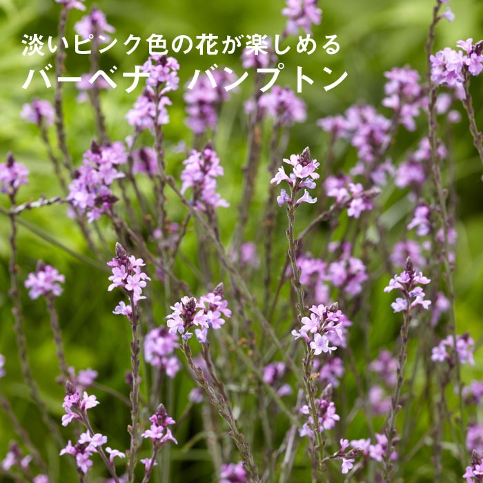 バーベナ　バンプトン　実生苗　抜き苗　宿根草　毎年咲く花 予約】宿根草 苗 バーベナ バンプトン 9cmロングポット 草丈の高い