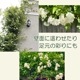 ��å����Х� ���� �� Ȭ�ź餭 �� 10.5cm�ݥå� �����ǥ˥� ��� �Ĥ�Х� ���鲢�� ��Ƥ䤹�� �ڹ��� �Х� �Х��� �� rose ����̵��