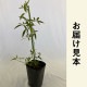 ��å����Х� ���� �� Ȭ�ź餭 �� 10.5cm�ݥå� �����ǥ˥� ��� �Ĥ�Х� ���鲢�� ��Ƥ䤹�� �ڹ��� �Х� �Х��� �� rose ����̵��