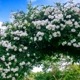 ��å����Х� ���� �� Ȭ�ź餭 �� 10.5cm�ݥå� �����ǥ˥� ��� �Ĥ�Х� ���鲢�� ��Ƥ䤹�� �ڹ��� �Х� �Х��� �� rose ����̵��