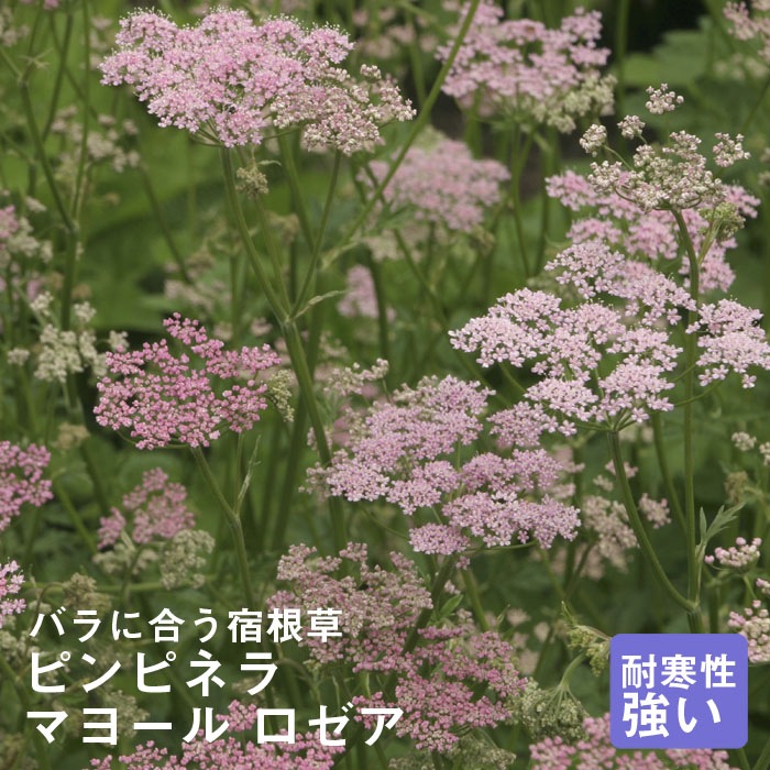 宿根草 苗 ピンピネラ マヨール ロゼア 9cmロングポット バラに合う