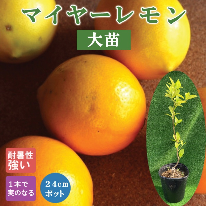 レモン 苗木 マイヤーレモン ２４ｃｍポット 大苗 接木 柑橘 柑橘苗 自家結実性 Lemon 送料無料 2年生苗 四季成り 柑橘の苗 花の大和オンラインショップ