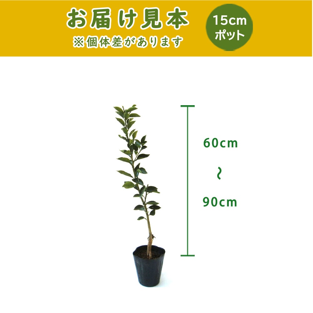 ������ ���� 15cm�ݥå� ���� �� ���� ���ȷ���� �ݵ� ������ ����̵��