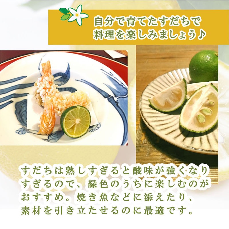 ������ ���� 15cm�ݥå� ���� �� ���� ���ȷ���� �ݵ� ������ ����̵��