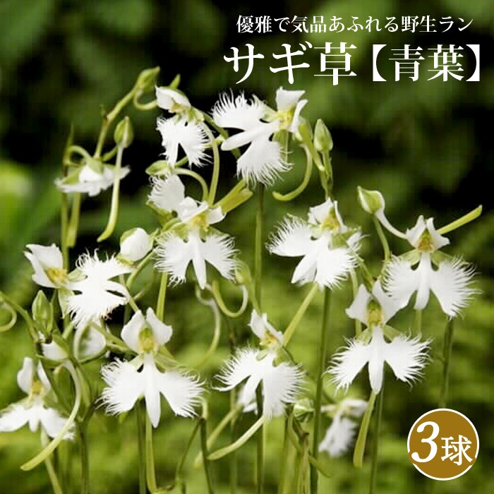 サギ草 【 青葉 】 球根 3株 野生ラン サギソウ 鉢植え 切り花 多年草 サギ草 【 青葉 】 球根 3株 野生ラン サギソウ 鉢植え 切り花 多年草