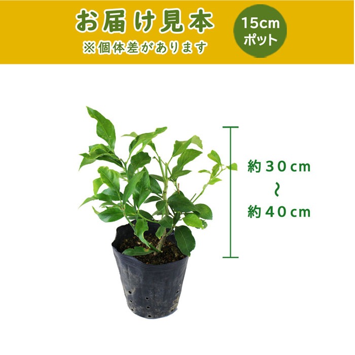 送料無料 レモン 栽培 セット マイヤーレモン 挿し木 苗木 １本 柑橘類 の 土 肥料 鉢底石 プラ鉢 鉢皿 挿し木苗 大実 レモン 柑橘 すべての商品 花の大和オンラインショップ