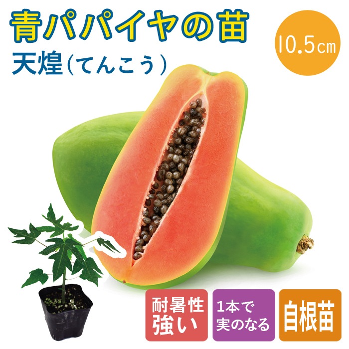 予約・早割】青パパイヤ 苗 天煌 10.5cmポット 野菜 パパイヤ