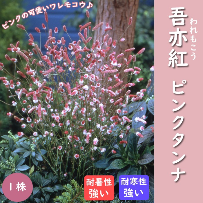 ���⤳�� �ԥ󥯥���� 1�� ����� ���⤳�� ���⥳�� ���󥰥������ ���󥮥���� �庬 ¿ǯ�� �ɺ��� ��ǯ�֤��餯