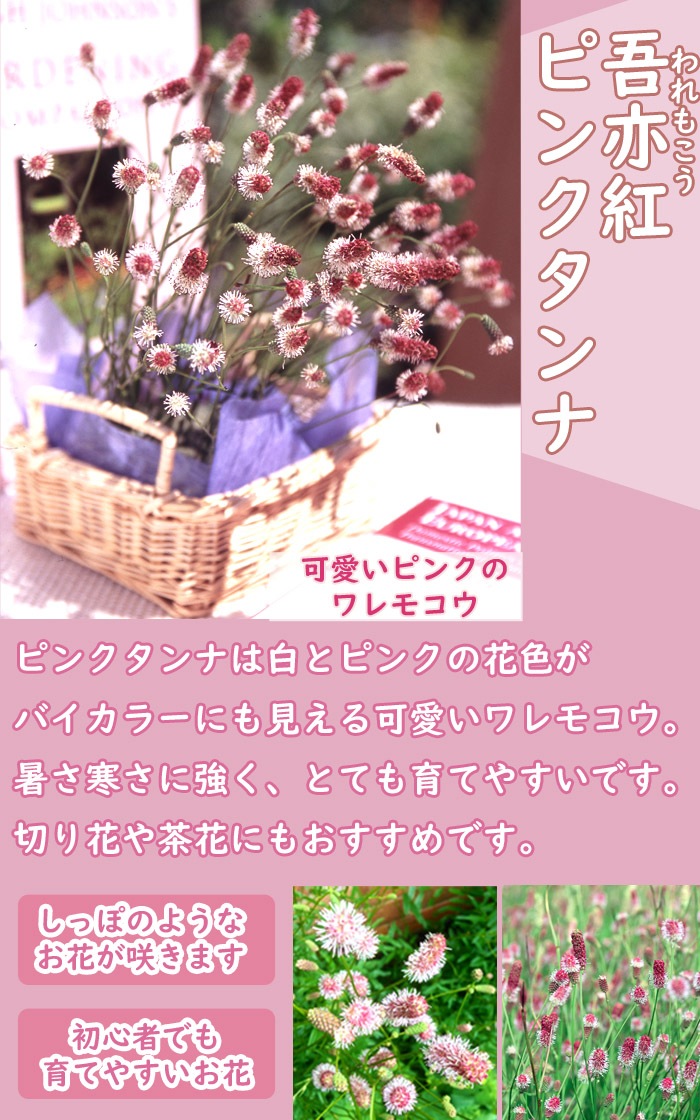 ���⤳�� �ԥ󥯥���� 1�� ����� ���⤳�� ���⥳�� ���󥰥������ ���󥮥���� �庬 ¿ǯ�� �ɺ��� ��ǯ�֤��餯