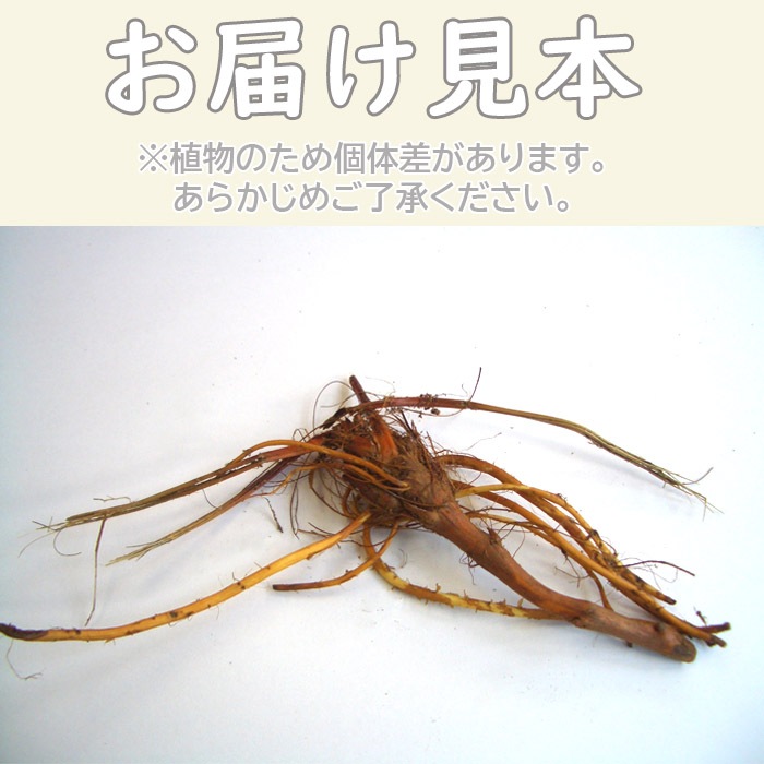 ���⤳�� �ԥ󥯥���� 1�� ����� ���⤳�� ���⥳�� ���󥰥������ ���󥮥���� �庬 ¿ǯ�� �ɺ��� ��ǯ�֤��餯