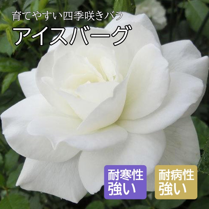 バラ 苗 アイスバーグ 育てやすい 四季咲き 12cmポット 2年生大苗 中