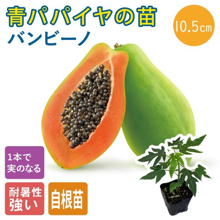 予約・早割】青パパイヤ 苗 バンビーノ 10.5cmポット 野菜 パパイヤ