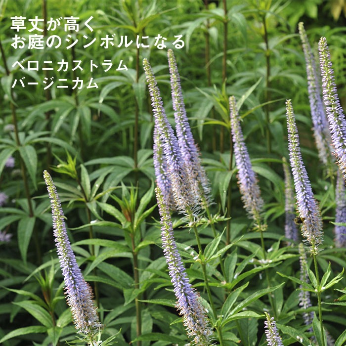 ��ͽ��۽ɺ��� �� �٥��˥����ȥ�� �С����˥��� 9������󥰥ݥå� ���ι⤤ �ܡ����� �����ǥ� ����ä��󤽤� ¿ǯ��ڣ����Ⱦ���缡ȯ����