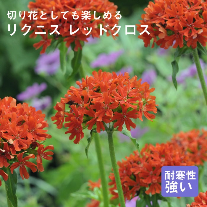 宿根草 宿根草 苗 リクニス レッドクロス 9cmロングポット バラに合う