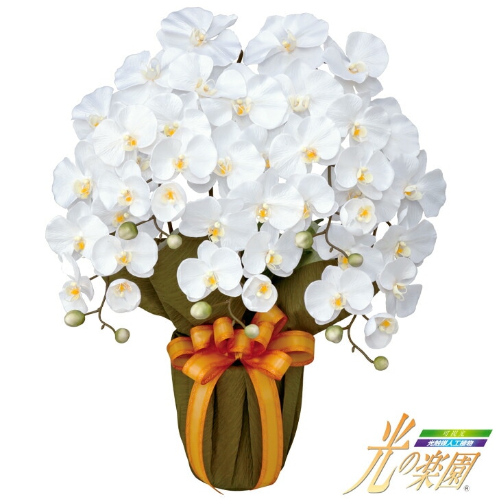 ������ ���γڱ� ���쥬��ȸ�ĳ��W SE5-181-5 ��� �뺧�ˤ� ��ŵ�֤�  �ץ쥼���