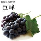 渵2025 ľ Ĺʤ 800g 51-18018   渵  