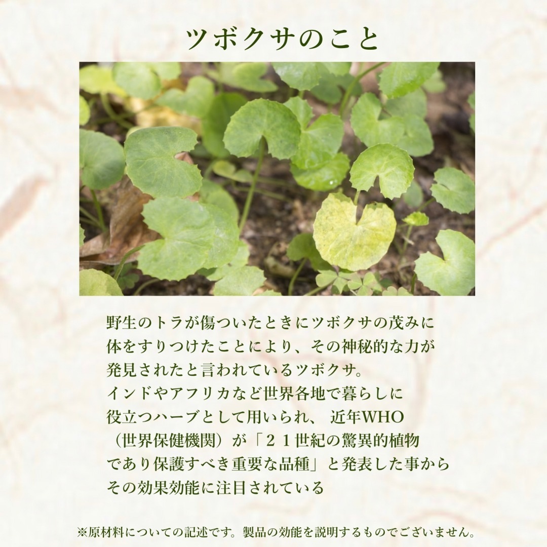 10%offп åޥѥå ̾350ߡǹ385ߡ