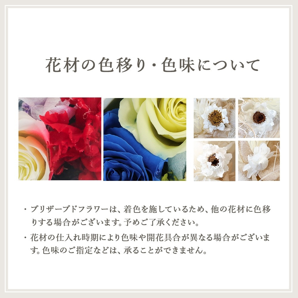 Solage -���顼����-