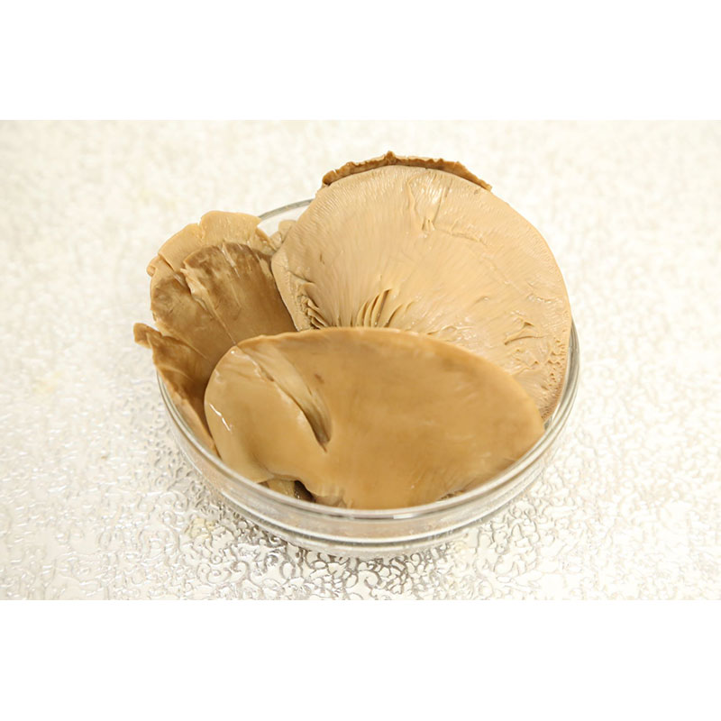 LANDSCAPE オイスターマッシュルーム 2号