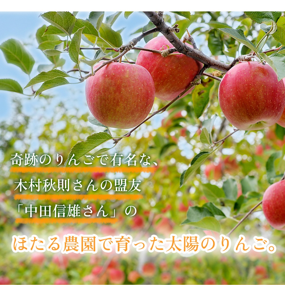 完売御礼【在庫限り】太陽のりんご 【5kg】 木村秋則さん推薦 ※12月