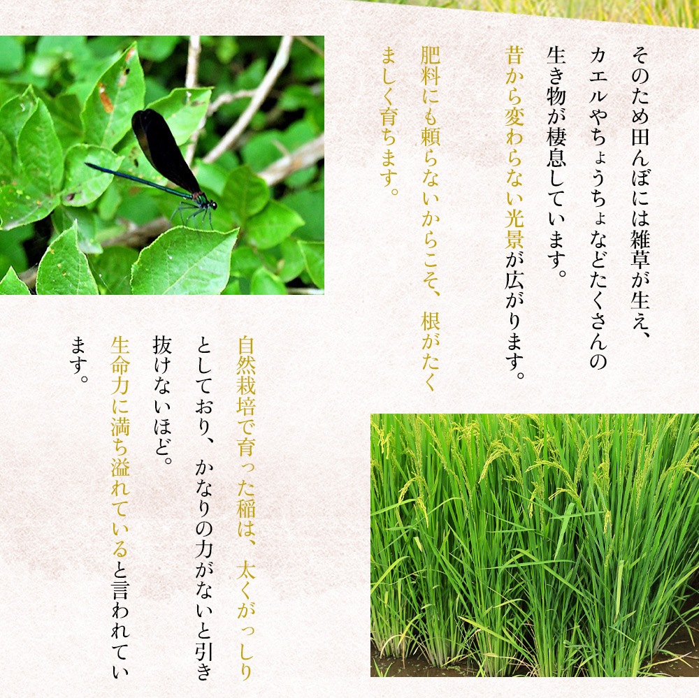 おかやま自然栽培、あさひ米、朝日、発芽玄米ごはん