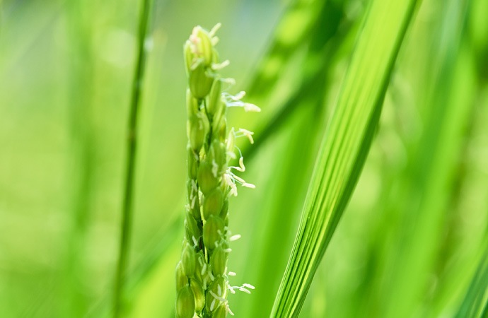 令和６年産　原農場の米　精米5kg