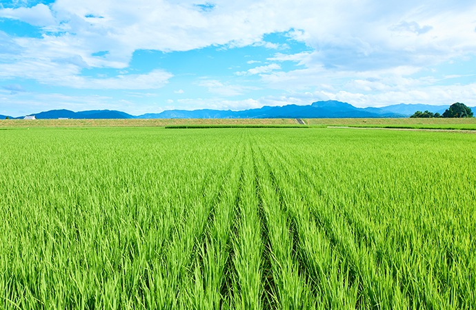 原農場の米　玄米2kg