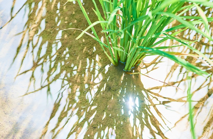 原農場の米　精米2kg