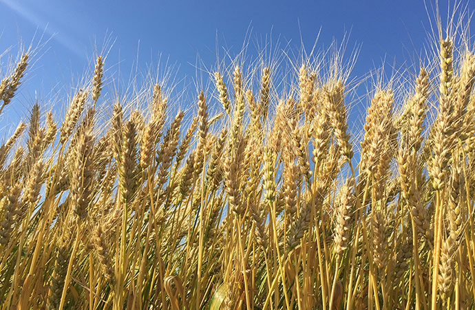 うどん2人前　200g