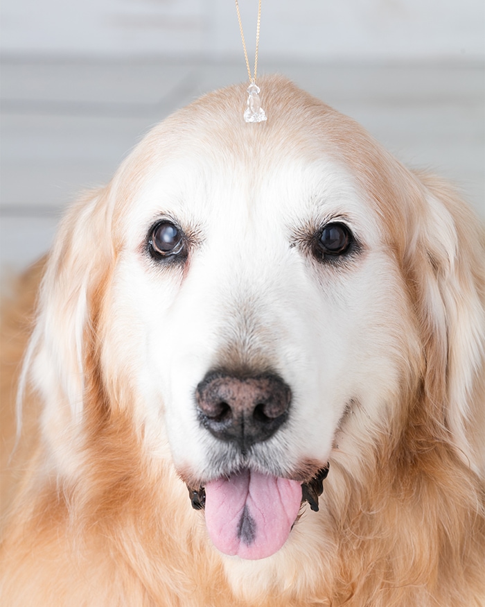 ネックレス ゴールデンレトリバー GF