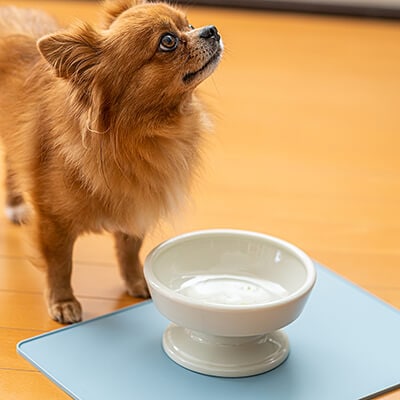 むーたんさま専用　Sakuraウォーターボウル　 ダヤンハイウォーターボウル むーたんさま専用 Sakuraウォーターボウル ダヤンハイウォーター