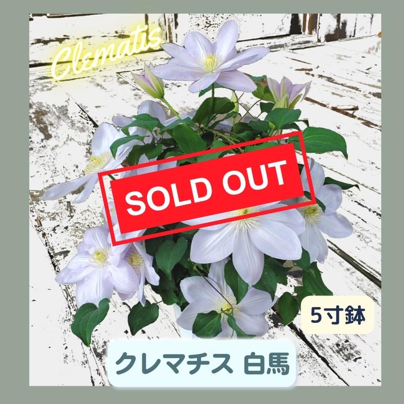 送料込み 白馬 【公式通販】