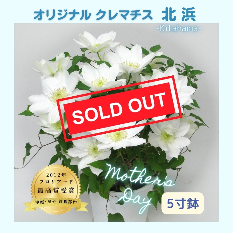 クレマチス　花終わり品4鉢セット クレマチス 花終わり品4鉢セット 楽天市場】八重咲きクレマチス