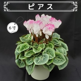 シクラメン | はせがわナーセリー