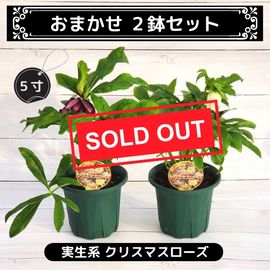 おまかせ2鉢セット】ダブル クリスマスローズ 5寸 ※送料込み おまかせ2鉢セット】ダブル クリスマスローズ 5寸 ※送料込み