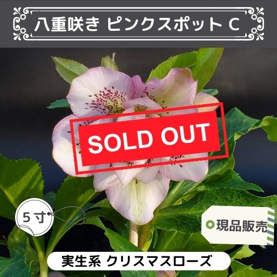 在庫整理特価 5鉢まとめて クリスマスローズ 5号 鉢ごと 2月20 在庫整理特価 5鉢まとめて クリスマスローズ 5号 鉢ごと 2月20