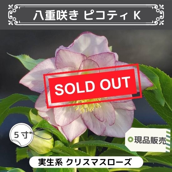エリザベスくみこ♈️ 885 【チビチビスレンダー】クリスマスローズ 楽天市場】【しずく小鞠】 八重咲きクリスマスローズ 3号ポット