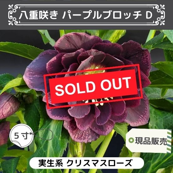 現品販売】クリスマスローズ 5寸八重咲きパープルブロッチD ※送料込み  