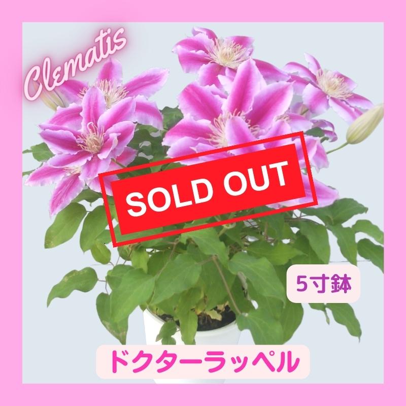 さくら出品　クレマチス10鉢 クレマチス：3色咲き（ドクターラッペル＆パストラーレ＆北浜）6