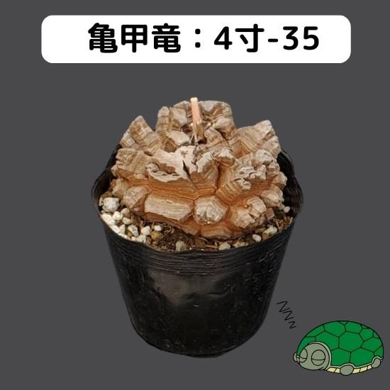 長谷川園芸 はせがわナーセリー 亀甲竜 キーホルダー ノベルティ 現品抽選販売】亀甲竜 4寸 品番:4寸-35 ※送料込み(エリア